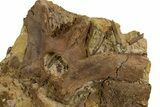 Fossil Hadrosaur Bones & Ossified Tendons in Sandstone - Wyoming #304609-1